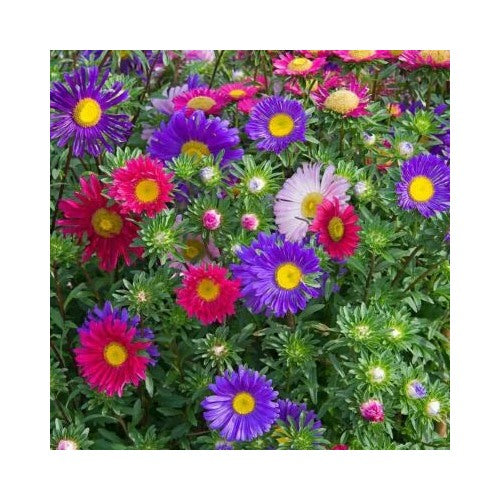 Single Mix China Aster Planting Beautiful Daisy Like Heirloom Non Gmo Flower Seeds Home [neera-v5-f38cd2e4be857d343df4]