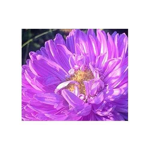 Purple Aster Callistephus Seeds for Planting [neera-v5-f39a3c4b08fbff4d56a4]