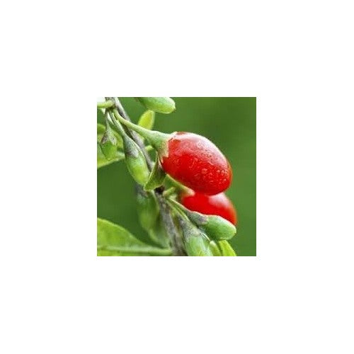 Chile Pequin Pepper Seeds for Planting | Heirloom, Non-GMO, High Germination Organic Garden Seeds [neera-v5-f39dcc753d5a08d47924]
