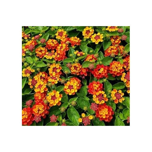 Heirloom Non-GMO Red Yellow Lantana Flower Seeds [neera-v5-f39e47522381e44208e2]