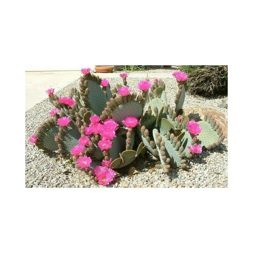 Opuntia Basilaris Beavertail Cactus Planting Heirloom Non Gmo Flower Seeds Home Garden [neera-v5-f3a167802aee0ea17b7f]