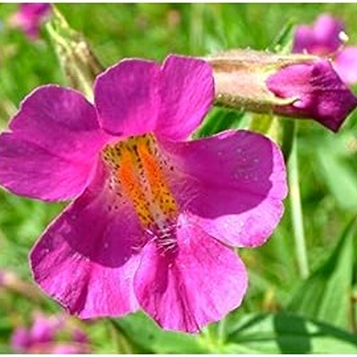 Purple Mimulus Lewisii Flower Seeds for Planting [neera-v5-f3a99adb2abb78f01cda]