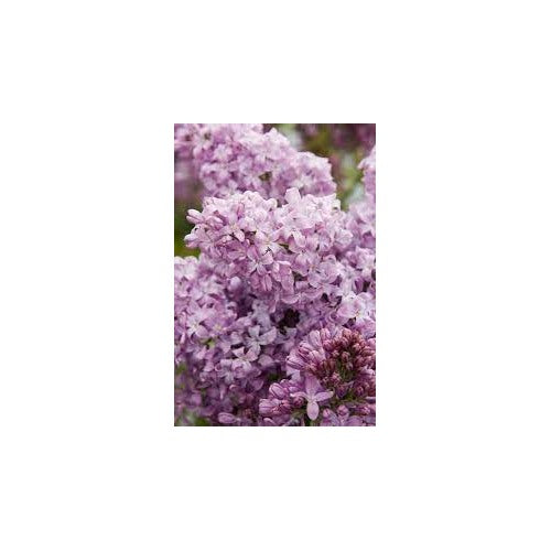Lavender Lady Lilac Flower Seeds for Planting [neera-v5-f3b2d5ae71c91967e429]