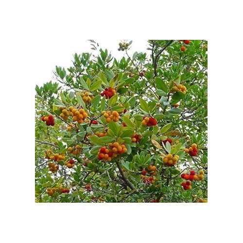 Heirloom Mixed Arbutus unedo Strawberry Tree Seeds for Planting [neera-v5-f3bec75bdb80f3c1a814]