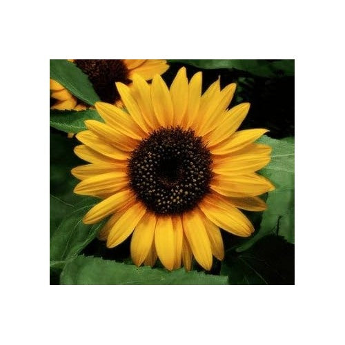 Yellow Sunflower Seeds for Planting [neera-v5-f3c03d5aa1e3907a08a5]