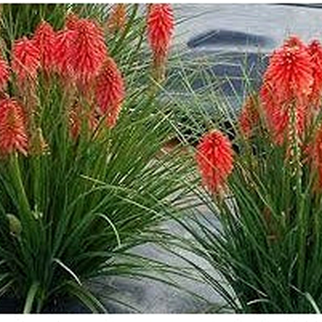 Heirloom Non-GMO Red Kniphofia Flower Seeds for Planting [neera-v5-f3c7f3595257b41a3e6c]