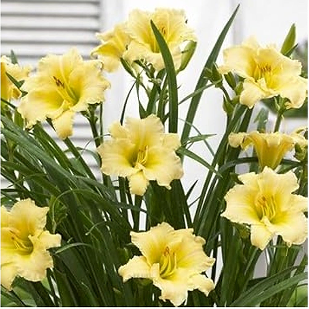 Heirloom Non-GMO Cream Hemerocallis Flower Seeds for Planting [neera-v5-f3cead80809f79e3bff6]