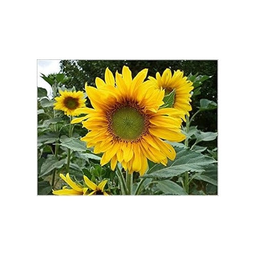 Yellow Sunflower Heirloom Non-GMO Seeds for Planting [neera-v5-f3cf08eecef0e5559f20]