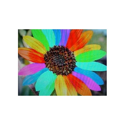 Organic Heirloom Non-GMO Mixed Helianthus Seeds for Planting [neera-v5-f3d91409c5bdc46a515c]