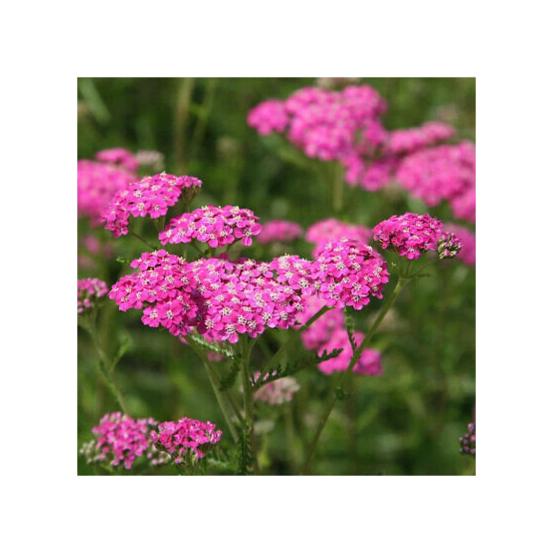 Pink Heirloom Yarrow Flower Planting Non Gmo Vibrant Color Blooms Flower Seeds Home Garden [neera-v5-f3d9e8efdcdfa3247203]