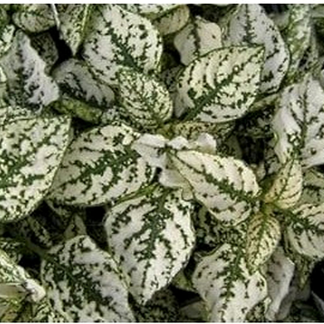 White Green Hypoestes Polka Plant Seeds for Planting [neera-v5-f3e651861d1d169b06fa]