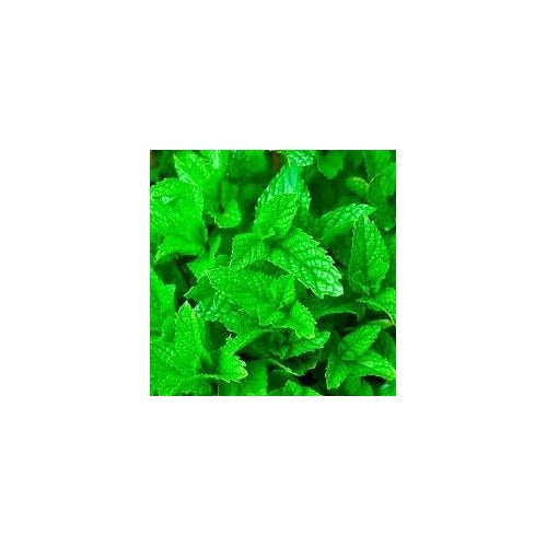 Mint Mentha Seeds for Planting [neera-v5-f3f4aae9cf288a4e6da2]