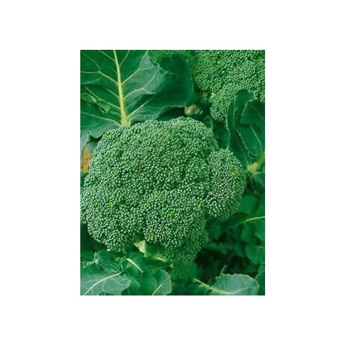 Broccoli Vegetable Seeds for Planting [neera-v5-f3fcf4c6a905891bda19]