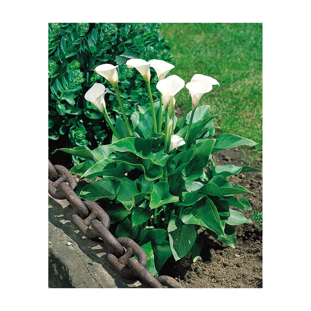 White Zantedeschia Aethiopica Flower For Planting Flower Seeds for Home Garden Planting, Decorative [neera-v5-f400cf4c4652959ecb44]
