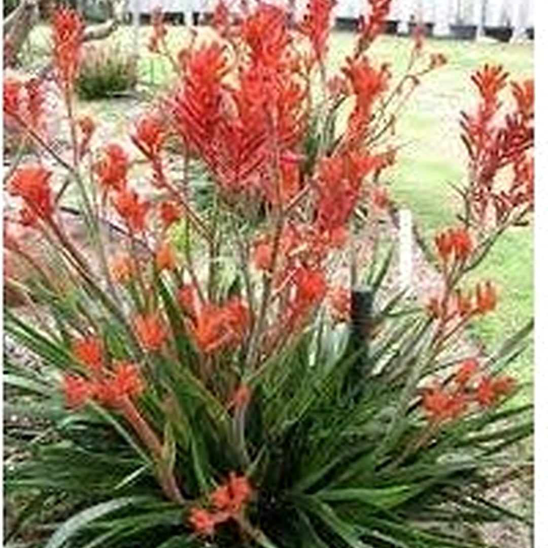Kangaroo Paw Flower Seeds for Planting [neera-v5-f402fe2987be474683be]