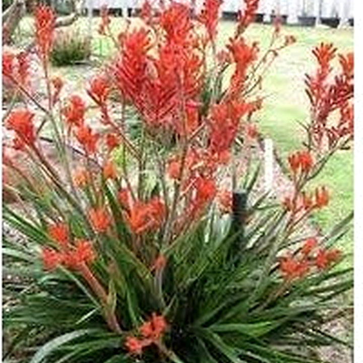 Kangaroo Paw Flower Seeds for Planting [neera-v5-f402fe2987be474683be]