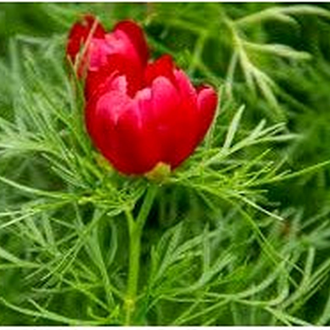 Heirloom Non-GMO Paeonia Red Tenufolia Flower Seeds [neera-v5-f4055a5bb8bfbd21b1e7]