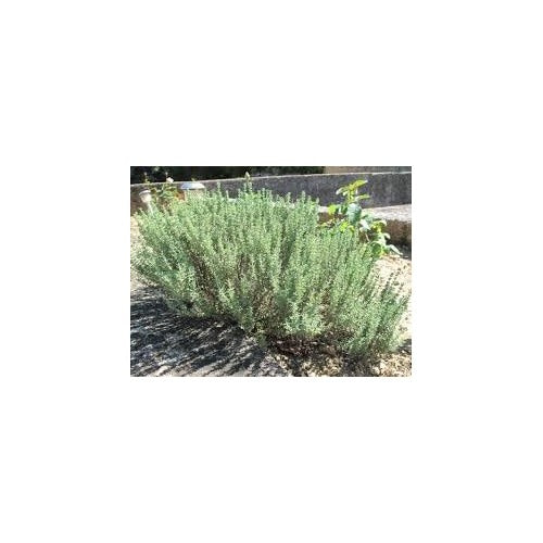 Sage Teucrium Scorodonia Flower Seeds for Planting [neera-v5-f412731511132f66b15b]