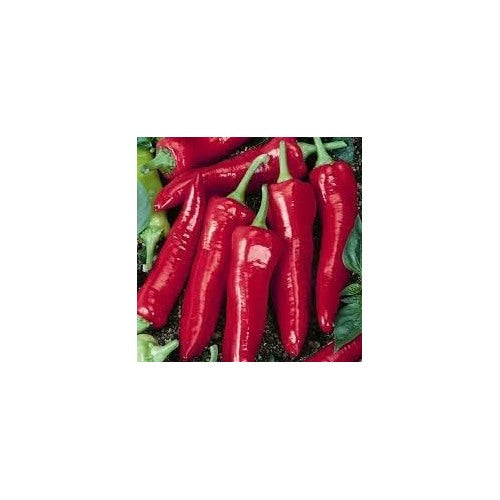 Jim Legacy Pepper Seeds for Planting [neera-v5-f4144068b19c160ccf1a]