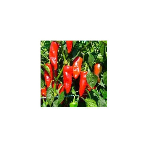 Pepper Seeds for Planting, 100 pcs [neera-v5-f422293f1408b552fd03]