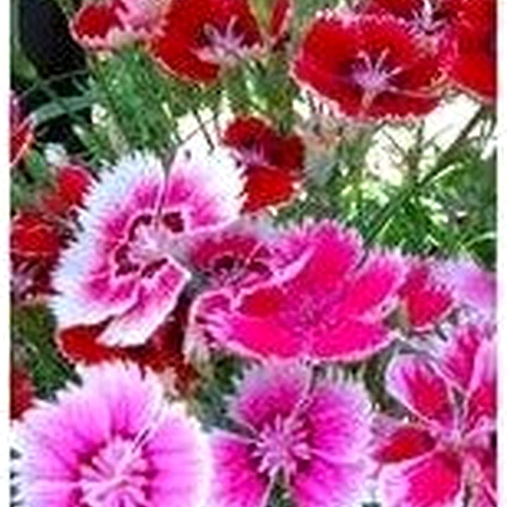 Mixed Dianthus Caryophyllus Flower Seeds [neera-v5-f42a65ba8cc9b07f9677]