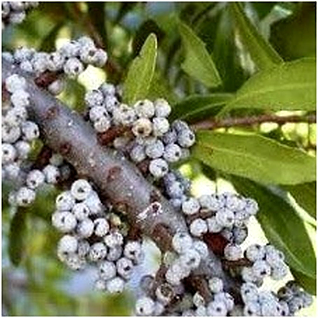 Wax Myrtle Southern Fruit Seeds [neera-v5-f432c17b0adba65214ba]