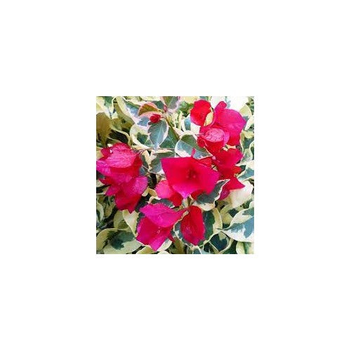 Raspberry Ice Bougainvillea Spectabilis Flower For Planting Heirloom Non Gmo Garden Flower Seeds [neera-v5-f433ba49af465acf5f1d]