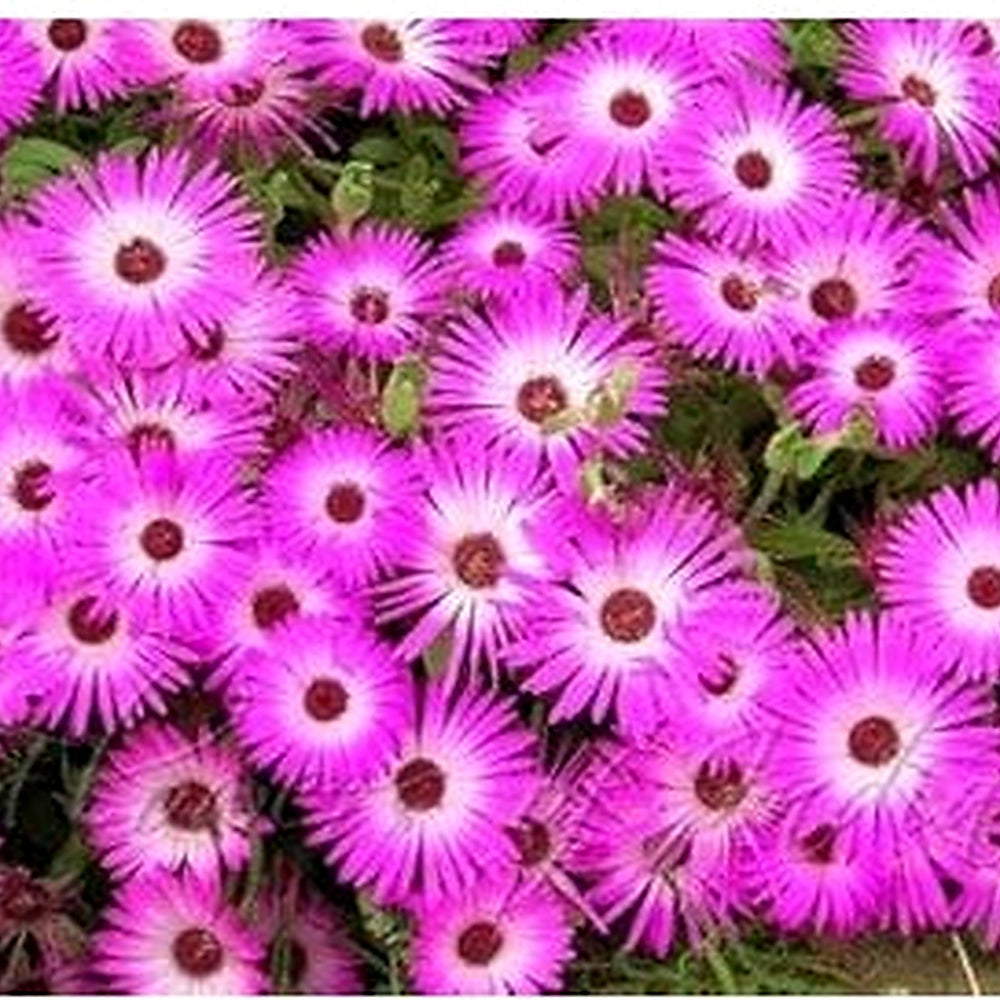 Pink Dorotheanthus Flower Seeds for Planting [neera-v5-f439c8dbce55bbf92d8f]