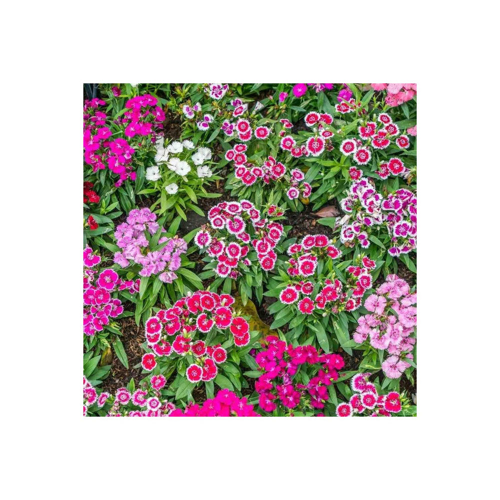 Heirloom Dianthus Flower For Planting Flower Seeds for Home Garden Planting, Exotic Organic [neera-v5-f442e81e130528fa2808]