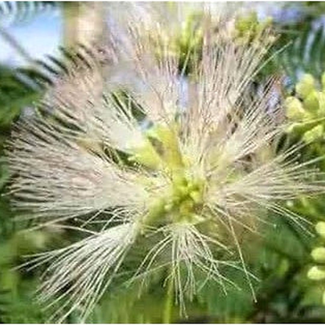 Organic Heirloom White Albizia Flower Seeds [neera-v5-f44d926342bacd65f59c]