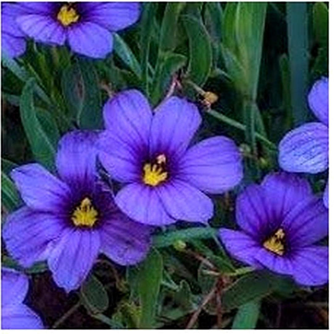 Blue Sisyrinchium Bellum Flower Heirloom Non Gmo Eyed Grass Blooms Garden Planting Flower Seeds [neera-v5-f450adeaa3d6899fc1e1]