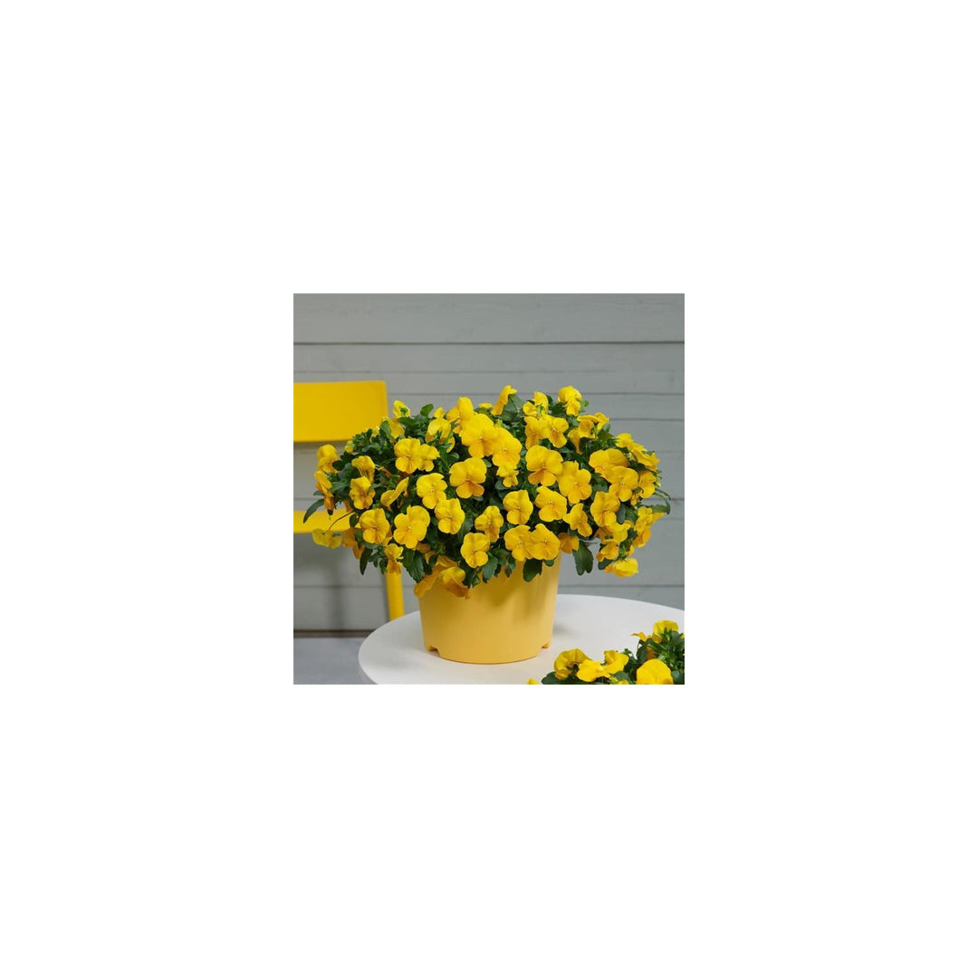 Heirloom Trailing Pansy Flower For Planting Non Gmo Flower Seeds for Home Garden Planting, Exotic [neera-v5-f45a89524a9d521a052c]
