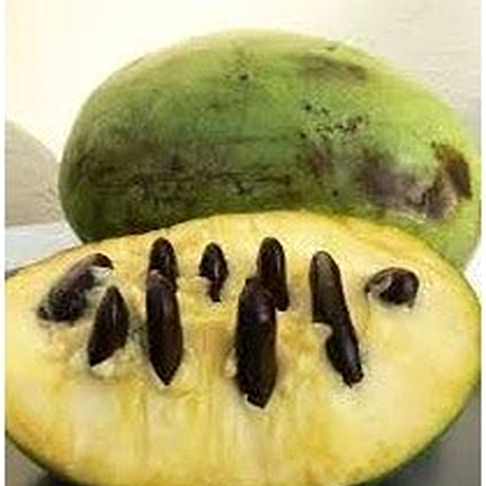 Pawpaw Fruit Seeds for Planting [neera-v5-f45f748eeee731fedd6f]