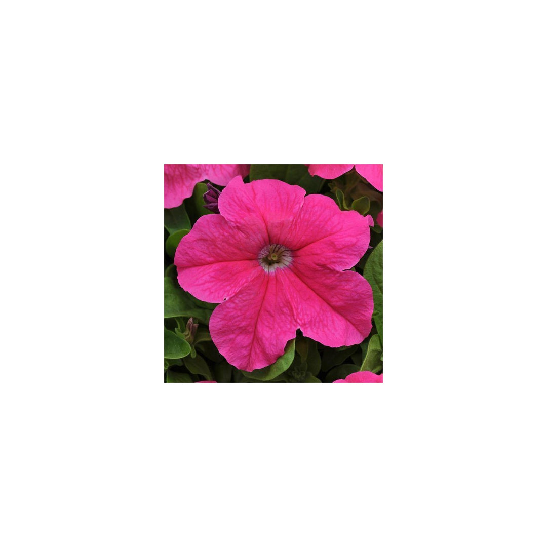 Pink Deep Petunia Flower For Planting Heirloom Non Gmo For Vibrant Garden Blooms Flower Seeds for [neera-v5-f4655b85bbdd2d82454e]