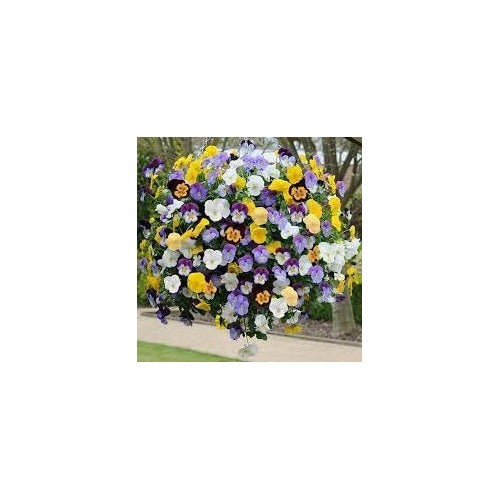 Heirloom Hanging Pansy Flower For Planting Non Gmo Flower Seeds for Home Garden Planting, Blooming [neera-v5-f46a0876fb7befc86816]