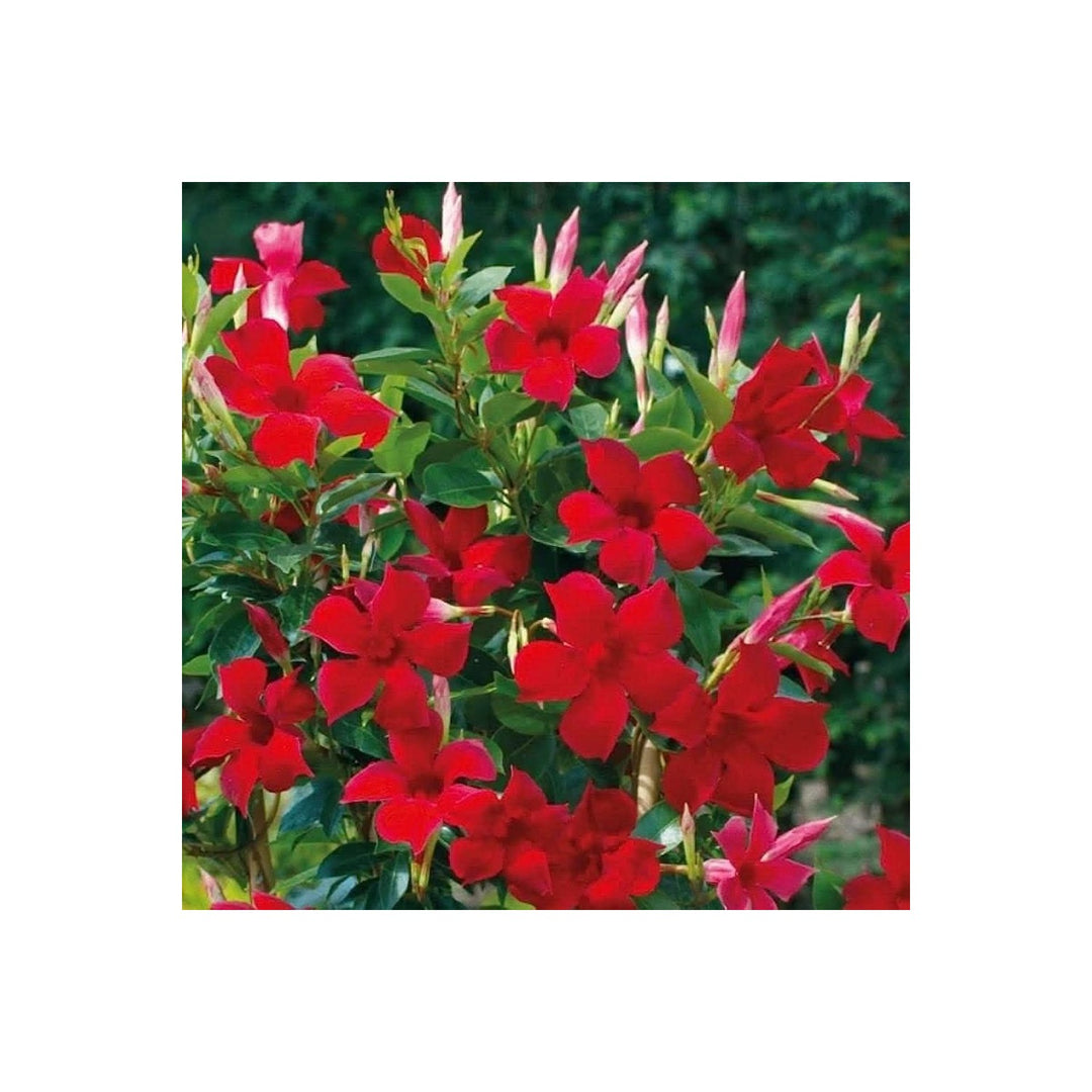 Mevilla Seri Climbing Flower Seeds for Planting Backyard Trellises Home Garden Heirloom Non-GMO High Germination Organic Garden Seeds [neera-v5-f46b05fc8589885da7ba]