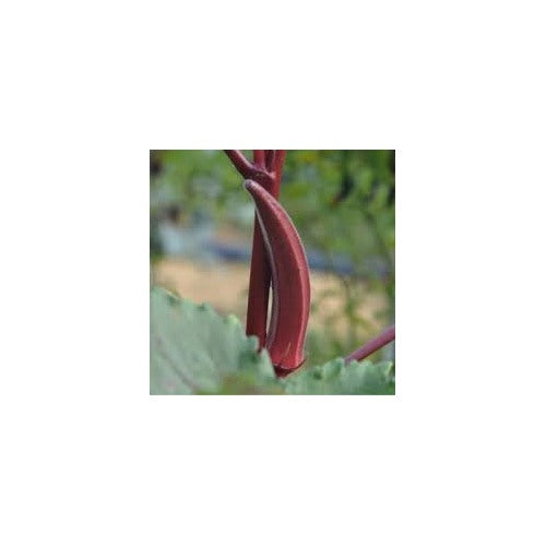 Red Okra Seeds for Planting [neera-v5-f46dbb488f70fd4bd801]