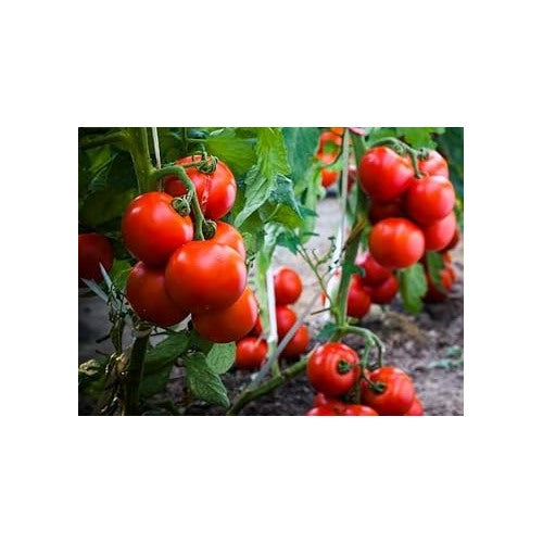 Tomato Vegetable Seeds for Planting [neera-v5-f46f7180e2f46f0f1c6e]
