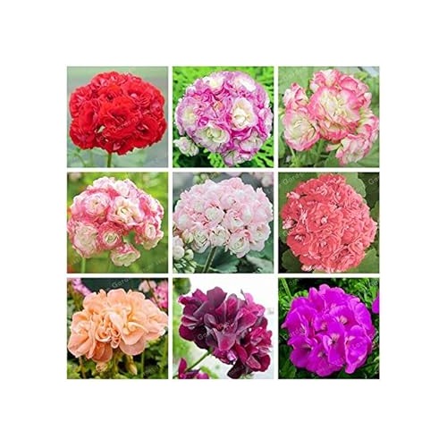 Geranium Apple Blossom Pink Flower Seeds for Planting [neera-v5-f479bd71c4954b5d237a]