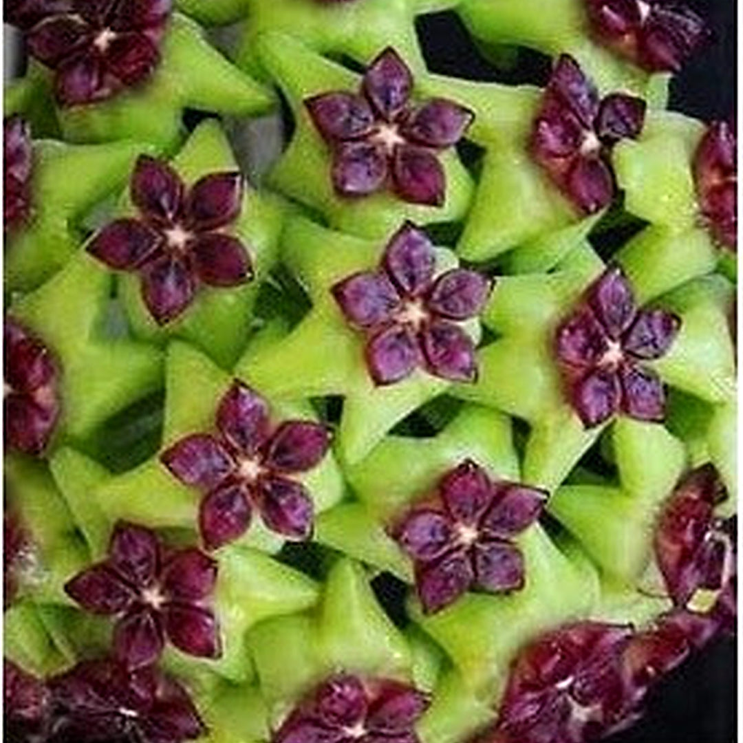 Heirloom Green Maroon Hoya Flower Seeds for Planting [neera-v5-f47d55f6e68b74adec45]