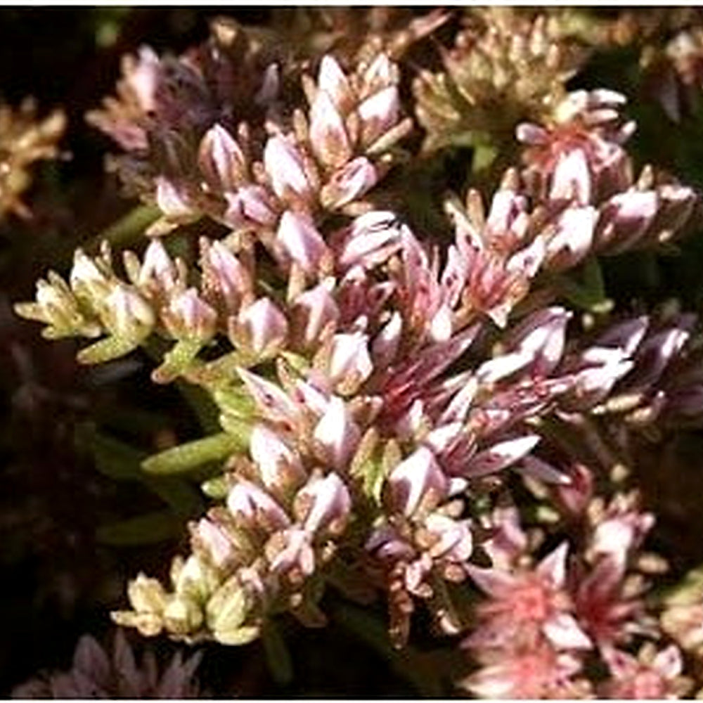 Heirloom Non-GMO Pink White Sedum Pulchellum Flower Seeds for Planting [neera-v5-f47e544d225de596ccd1]