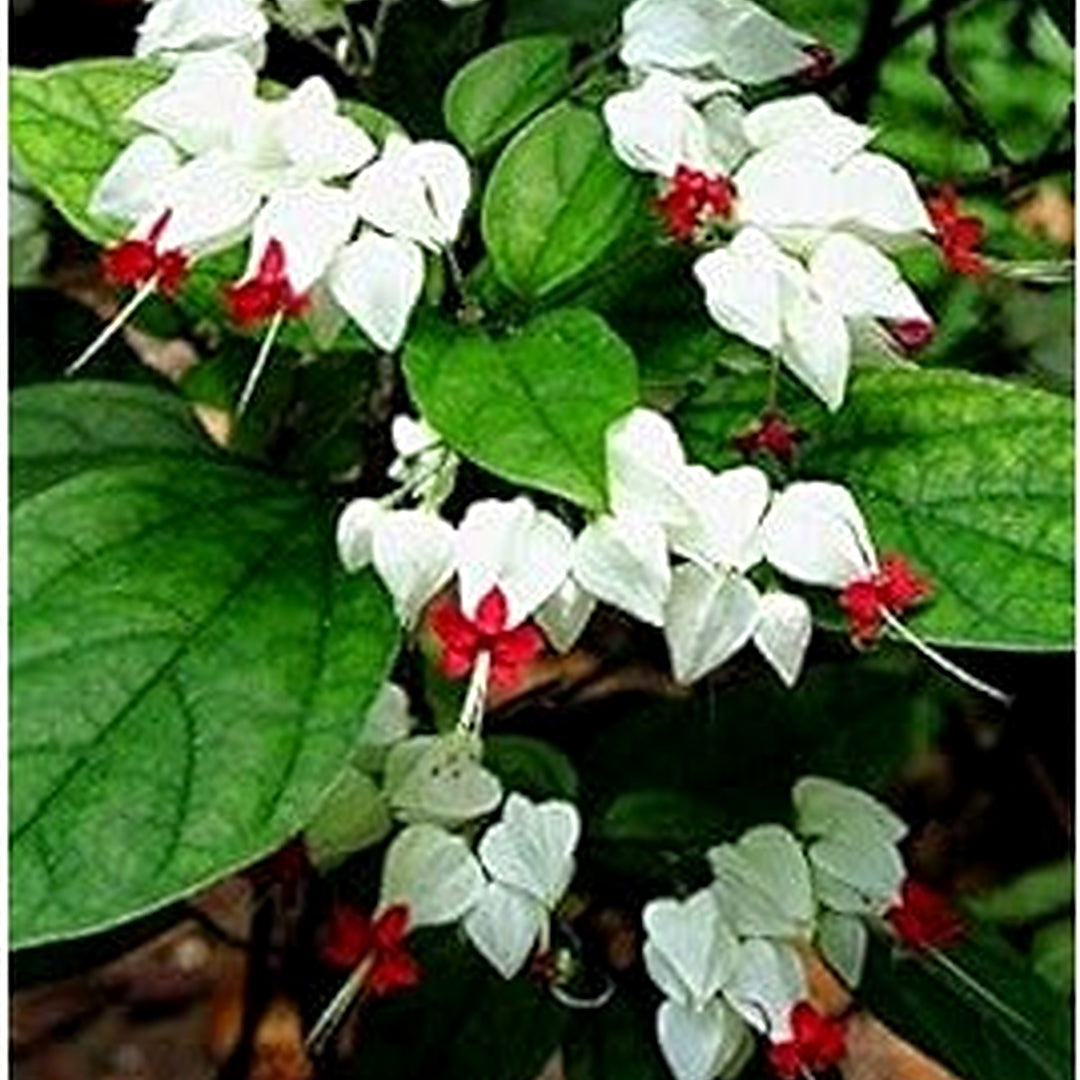 White Red Clerodendrum For Planting Organic Heirloom Non Gmo Flower Flower Seeds for Home Garden [neera-v5-f4a2de519348279bd98b]