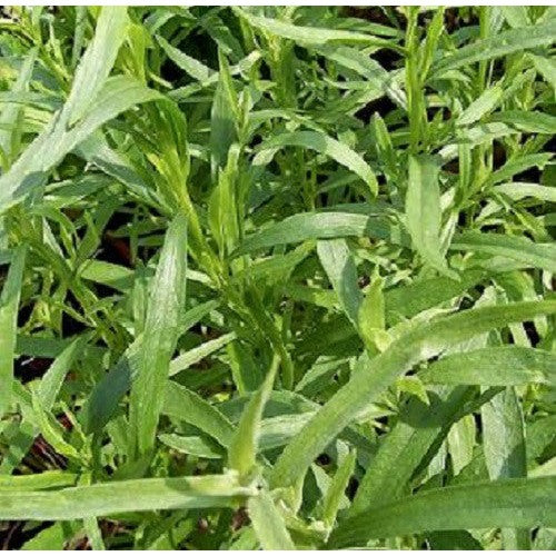 Russian Tarragon Herb Seeds for Planting [neera-v5-f4ab5f637210550b1463]