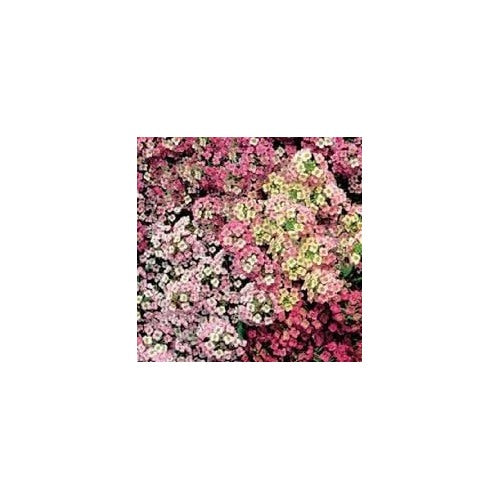 Heirloom Sweet Alyssum Flower Seeds for Planting, Non-GMO [neera-v5-f4b60012ac9214fec578]