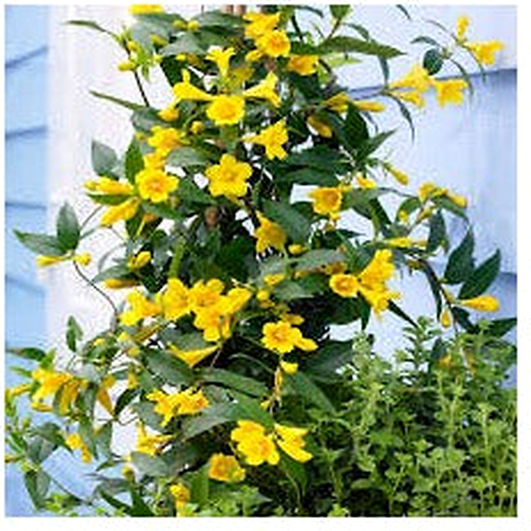 Yellow Jasminum Sambac Flower Seeds for Planting [neera-v5-f4bcb82a60a373c15898]