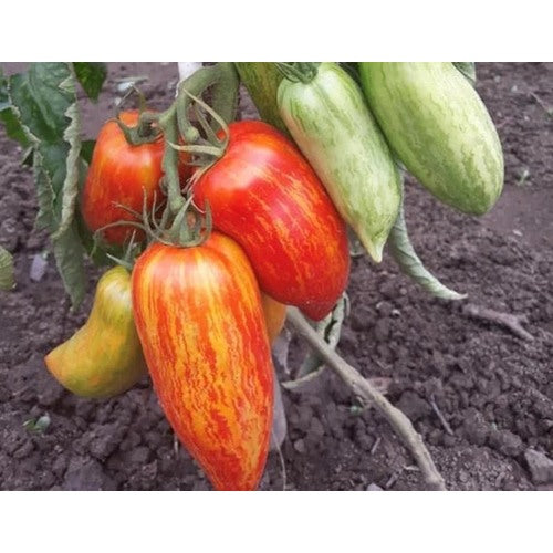 Heirloom Non-GMO Speckled Roma Tomato Vegetable Seeds [neera-v5-f4c8a8fc300a8d56e582]