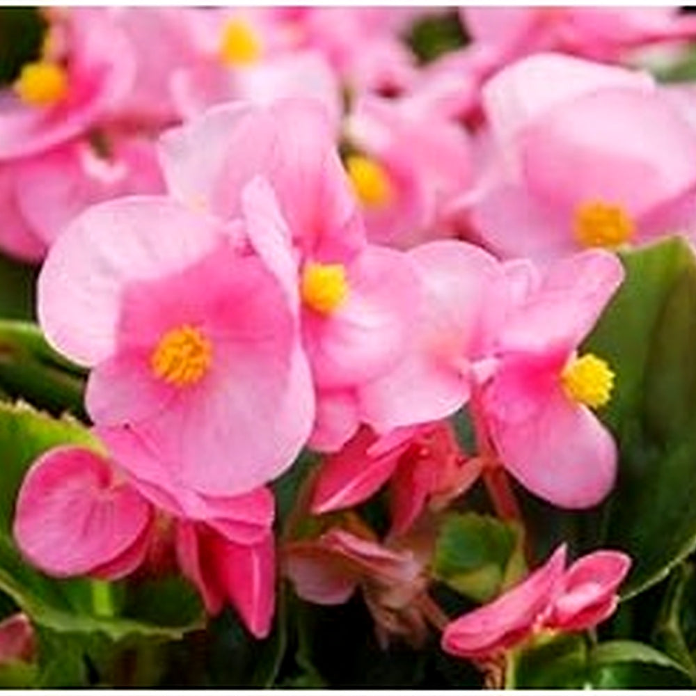 Heirloom Non-GMO Begonia Semperflorens Flower Seeds for Planting [neera-v5-f4c8c44c901f67380a6e]