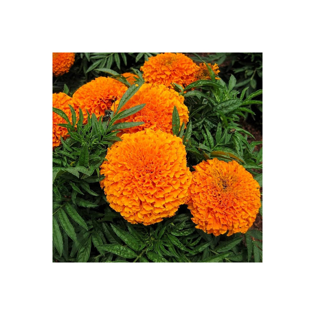 African Marigold Tagetes Erecta Flower For Planting In Home Garden Borders Pots Flower Seeds [neera-v5-f4dad4d8cb48e04da002]