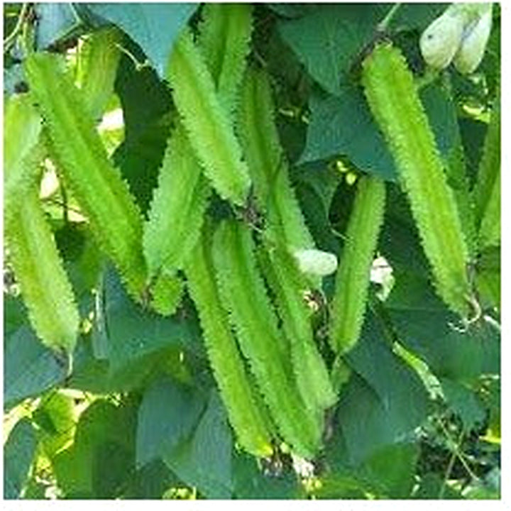 Green Winged Bean Seeds for Planting [neera-v5-f4eb64139c6faee6e33b]