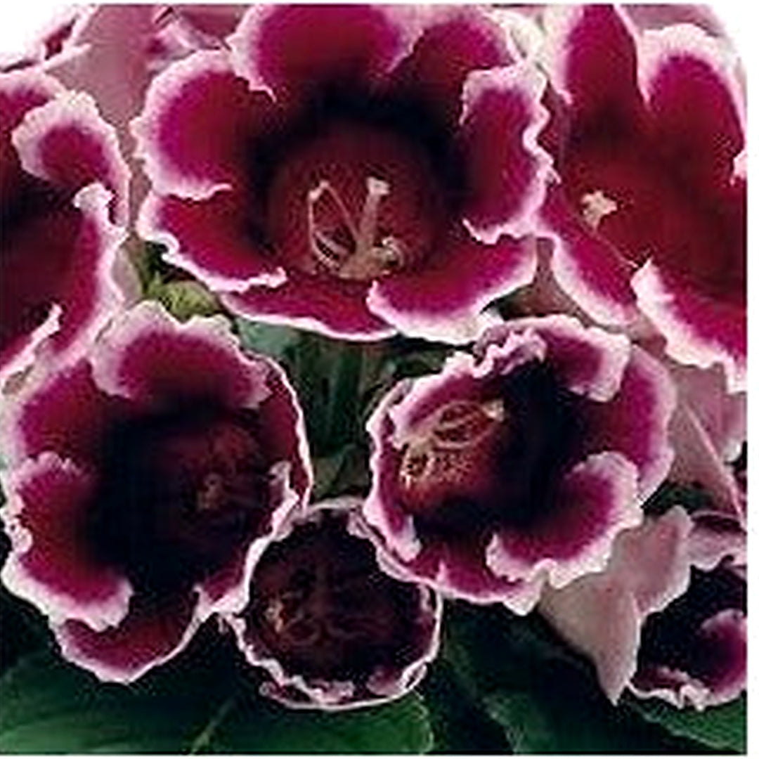 Heirloom Non Gmo Burgundy Gloxinia Flower For Garden Planting Lush Velvet Blooms Flower Seeds for [neera-v5-f4f8128e3fb67bc94e13]